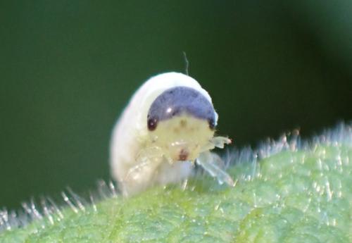 Réf. 303 303 : Tenthredo rubricoxis